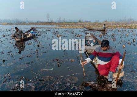 Srinagar, India. 19th Dec, 2022. I contadini di Kashmiri raccolgono il loto che proviene dal lago di dal durante una giornata fredda. Il gambo di loto, localmente conosciuto come " Nadur" è cresciuto in diversi corpi idrici attraverso il Kashmir, principalmente nel lago dal, nel lago Nigeen, nel lago Anchar e nel lago Manasbal. Il gambo di loto (Nadru) è una delle verdure in Kashmir. Credit: SOPA Images Limited/Alamy Live News Foto Stock