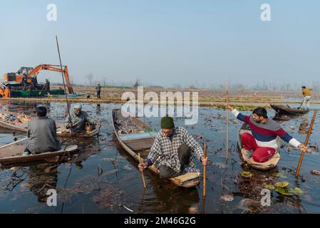 Srinagar, India. 19th Dec, 2022. I contadini di Kashmiri raccolgono il loto che proviene dal lago di dal durante una giornata fredda. Il gambo di loto, localmente conosciuto come " Nadur" è cresciuto in diversi corpi idrici attraverso il Kashmir, principalmente nel lago dal, nel lago Nigeen, nel lago Anchar e nel lago Manasbal. Il gambo di loto (Nadru) è una delle verdure in Kashmir. (Foto di Idrees Abbas/SOPA Images/Sipa USA) Credit: Sipa USA/Alamy Live News Foto Stock