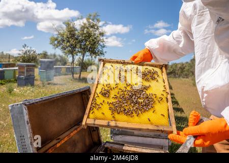 le mani di un apicoltore protetto con guanti arancioni per evitare punture controlla uno dei suoi nido d'ape pieno di api dall'alveare Foto Stock