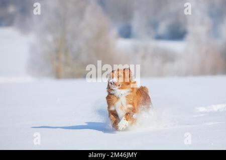 Cane felice che corre veloce nella neve profonda. Gioioso Nuova Scozia Duck Tolling Retriever nella natura invernale. Foto Stock