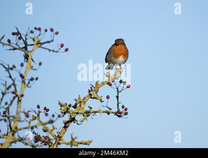 Robin (Erithacus rubecula) seduto su lichen coperto ramo Hawthorne, Dumfries, SW Scozia Foto Stock