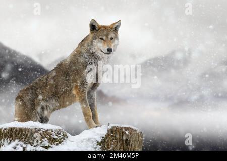 Il lupo di legno si erge su un albero abbattuto sullo sfondo delle montagne in inverno Foto Stock