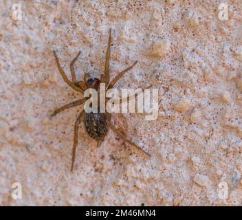 Lycosoides coartata, imbuto Weaver Spider Foto Stock