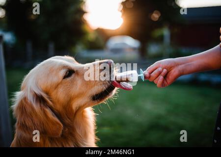 Cane leccando il ghiaccio lolly Foto Stock