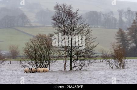 Yorkshire Dales, UK, 19 dic 2022 - Meteo - pecore catturate in alluvione lampo dopo il rapido scongelamento che ha visto la neve sulle colline sciogliersi rapidamente, riempiendo i fiumi come il terreno era ancora congelato. North Yorkshire, Regno Unito. Credit: Wayne HUTCHINSON/Alamy Live News Foto Stock