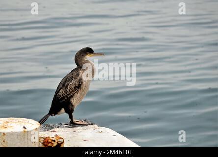 Un primo piano di un cormorano a doppia crestata in piedi sulla pietra vicino all'acqua Foto Stock