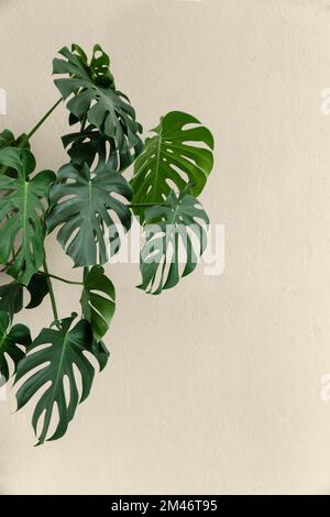 Foglie di monstera pianta su sfondo bianco Foto Stock