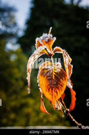 Gelo e cristalli di ghiaccio sulle foglie marroni di Weigela in un giardino durante il tempo molto freddo e le basse temperature invernali nel Surrey, nel sud-est dell'Inghilterra, nel Regno Unito Foto Stock