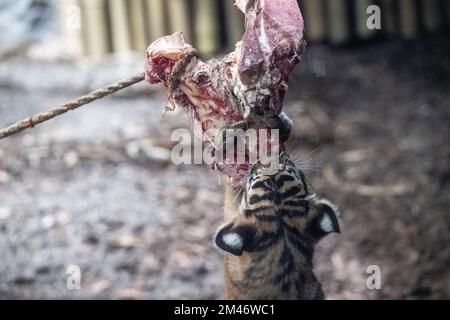 Berlino, Germania. 19th Dec, 2022. Una delle due ragazze della tigre di Sumatran mangia carne nel suo recinto. I nomi delle giovani tigri di Sumatran nello zoo sono stati decisi: Si chiamano Luise e Lotte. In un ampio sondaggio per suggerimenti sul nome, la maggior parte dei partecipanti ha optato per Luise e Lotte. Credit: Paul Zinken/dpa/Alamy Live News Foto Stock