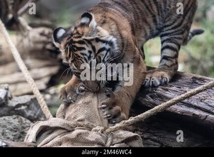 Berlino, Germania. 19th Dec, 2022. Una delle due ragazze della tigre di Sumatran che giocano nel suo recinto. I nomi delle giovani tigri di Sumatran nello zoo sono stati decisi: Si chiamano Luise e Lotte. In un ampio sondaggio per suggerimenti sul nome, la maggior parte dei partecipanti ha optato per Luise e Lotte. Credit: Paul Zinken/dpa/Alamy Live News Foto Stock