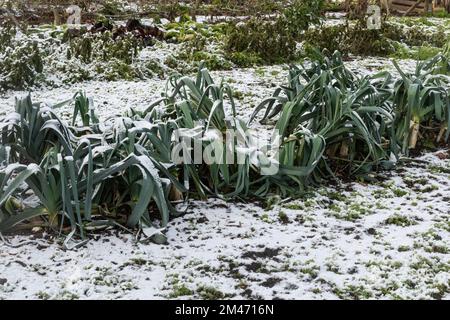 Una fila di porri che crescono in un orto coperto di neve e gelo durante l'inverno, Inghilterra, Regno Unito Foto Stock