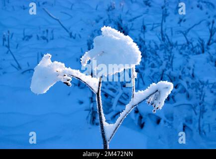 La luce solare di Wintry illumina i cristalli di neve sulla pianta Foto Stock