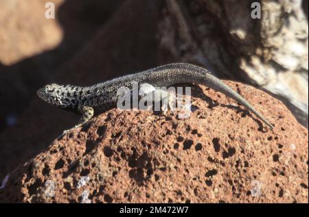 La Lava lizard (Microlophus grayi), isole Galapagos. Foto Stock