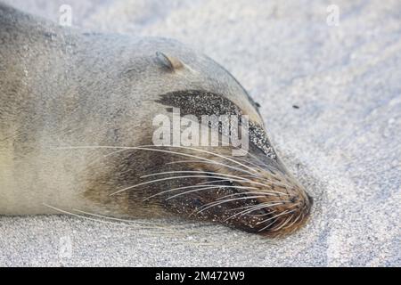 Galapagos fur foca (Arctocephalus galapagoensis) su rocce vulcaniche. Costa meridionale Isabela, Isole Galapagos, Ecuador, agosto Foto Stock