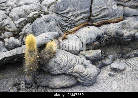 Cactus di lava (Brachycereus nesioticus). Questo cactus è endemica alle Galapagos isola di Bartolome, dove cresce sui campi di lava. Ha spine morbido di un Foto Stock