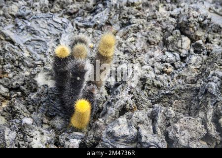 Cactus di lava (Brachycereus nesioticus). Questo cactus è endemica alle Galapagos isola di Bartolome, dove cresce sui campi di lava. Ha spine morbido di un Foto Stock