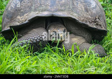 Le Galapagos tartaruga. Le Galapagos tartaruga (Chelonoidis nigra) è la più grande specie viventi di tartaruga e la decima rettili più pesante sulla terra. Esso c Foto Stock