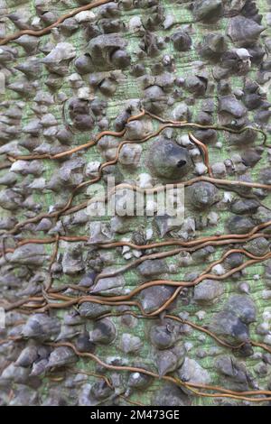 Primo piano di viti avvolte intorno ad un albero di Ceiba sul suo tronco spinoso. Foto Stock