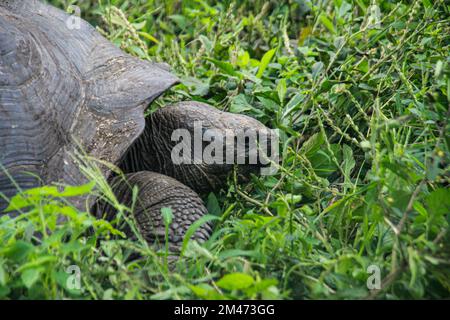 Le Galapagos tartaruga. Le Galapagos tartaruga (Chelonoidis nigra) è la più grande specie viventi di tartaruga e la decima rettili più pesante sulla terra. Esso c Foto Stock