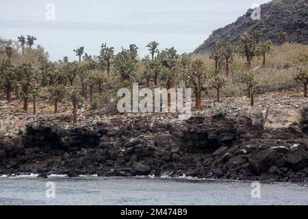 Le Galapagos ficodindia (Opuntia echios) cactus. Fotografato sull isola di Santa Fe, Isole Galapagos, Ecuador. Foto Stock