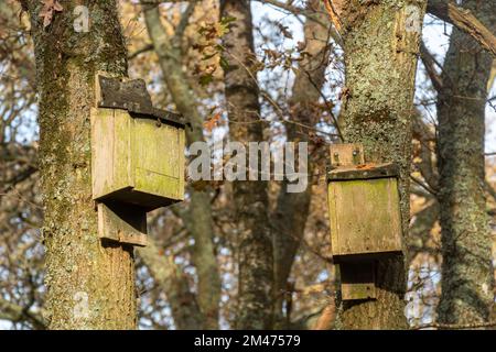 Scatole di pipistrelli, due scatole di pipistrelli di legno in alberi per pipistrelli, Regno Unito Foto Stock