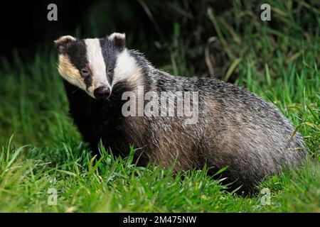 BADGER (Meles meles) fuori foraging, Regno Unito. Foto Stock