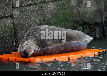 SIGILLO GRIGIO su un pontone, Regno Unito. Foto Stock