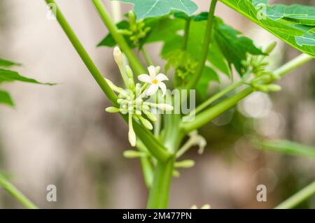 Fiori su un albero di papaya maschio (Carica papaya) Foto Stock