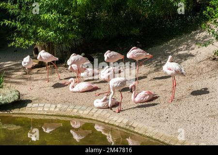 Grande vista di un gruppo di Flamingos, un tipo di uccello guado nella famiglia Phoenicopteridae, sull'isola di Flamingo nel famoso parco Luisenpark in... Foto Stock