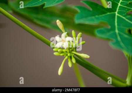 Fiori su un albero di papaya maschio (Carica papaya) Foto Stock