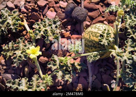 Australia, frutto e fiore di un melone cammello, alias Paddy Melon Foto Stock