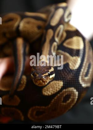 Il python palla (Python regius), chiamato anche il python reale, a Fenomenmagsinet, Gamla Linköping, Linköping, Svezia. Foto Stock