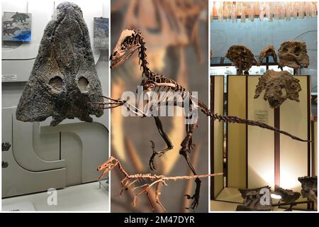 Una collezione di interessanti scheletri originali di dinosauri, provenienti da vari musei. Foto Stock