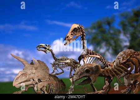 Una collezione di interessanti scheletri originali di dinosauri, provenienti da vari musei. Foto Stock