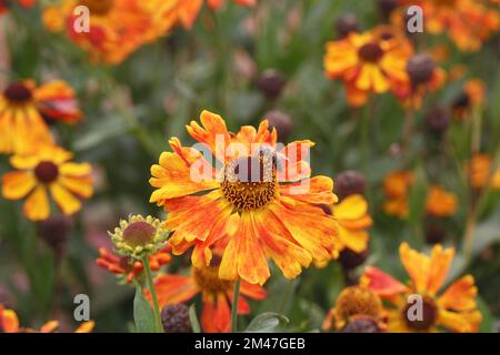 Helenium 'Waltraut' Fiori. Foto Stock