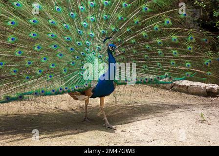 Peacock (Pavo cristatus) diffondere le sue piume Ardastra Gardens a Nassau, Bahamas Foto Stock