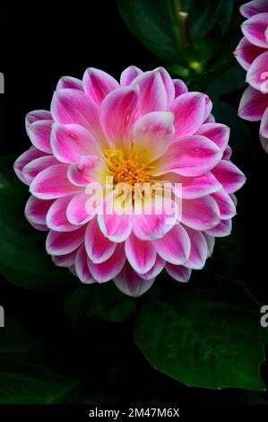 Singolo Rosa/Bianco Dahlia 'Louise' (sorpresa di Dahlietta) Fiore cresciuto in un vaso di fiori in un giardino di campagna inglese, Lancashire, Inghilterra, Regno Unito. Foto Stock