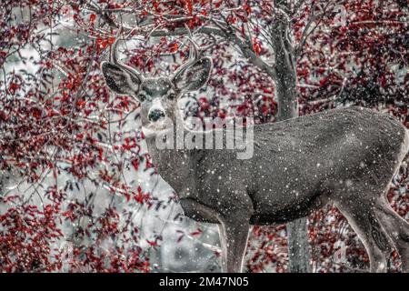 Cervi nella foresta di te Foto Stock