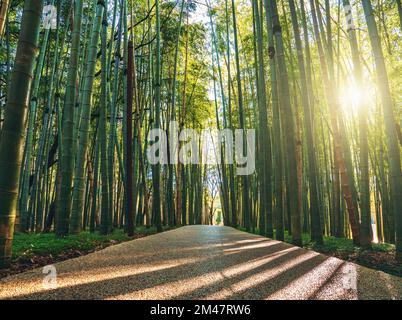 Percorso a piedi attraverso verde bella foresta di bambù alla luce del sole. Foto Stock