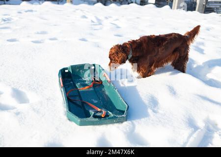 Attivo Happy Irish Setter cane giocare . La slitta invernale con felice cane irlandese Setter nella neve nel parco invernale Foto Stock