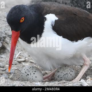 Un'ostetricattatrice americana (Haematopus palliatus) si deposita sulle sue uova macchiate, deposte in uno scavo poco profondo nella sabbia sulla spiaggia tra la palude Foto Stock