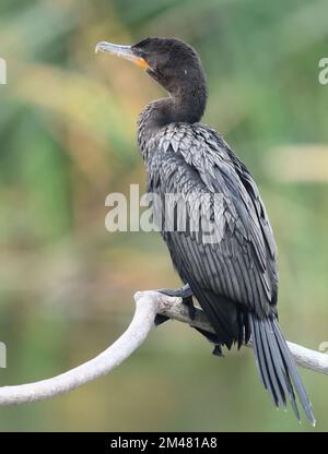 Un cormorano neotropico (Nannopterum brasilianum) si trova su un ramo dei canneti del rifugio naturale Pantanos de Villa. Pantanos de Villa Wildl Foto Stock