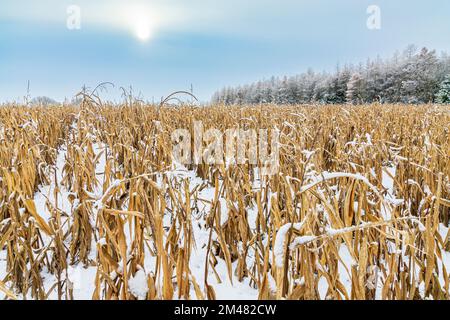 Neve d'inizio inverno su un campo di mais tardo vicino al villaggio Cotswold di Hawkesbury Upton, Gloucestershire del Sud, Inghilterra UK Foto Stock