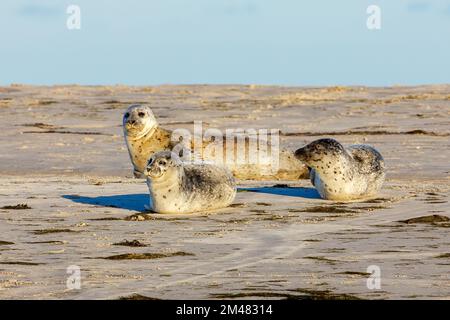 Le foche riposano su una spiaggia a pellworm nello schleswig holstein Foto Stock