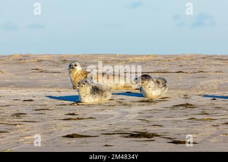 Le foche riposano su una spiaggia a pellworm nello schleswig holstein Foto Stock