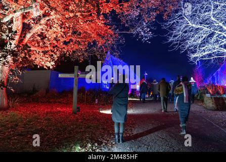 Persone che guardano le illuminazioni, RHS Hyde Hall Garden Glow a Natale, Chelmsford Essex UK Foto Stock