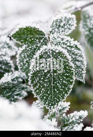 Belle foglie verdi di lampone con aghi di frost e frost in cristallo bianco. Gelo mattutino. Messa a fuoco selettiva. Foto Stock