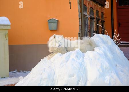 Cane Samoyed, molto bello e bianco puro. Un cane è sdraiato in un mucchio di neve Foto Stock