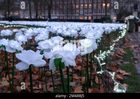 Grosvenor Square, Londra, Regno Unito. 19th Dec 2022. Il sempre dopo giardino in Piazza Grosvenor, con 20.000 rose bianche incandescenti, per la Royal Marsden Cancer Charity. Credit: Matthew Chattle/Alamy Live News Foto Stock