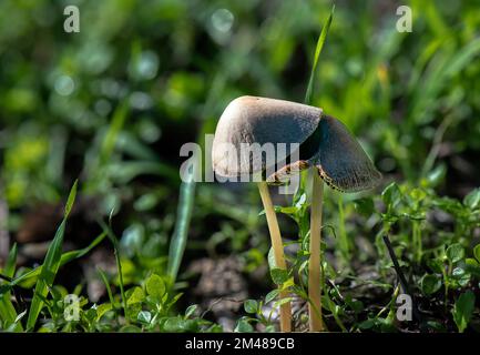 fungo trovato nella foresta dopo la pioggia Foto Stock